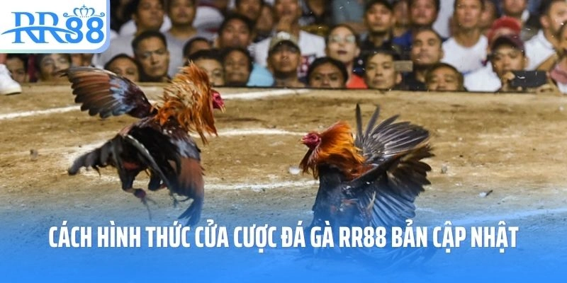 Cách hình thức và cửa cược đá gà RR88 bản cập nhật