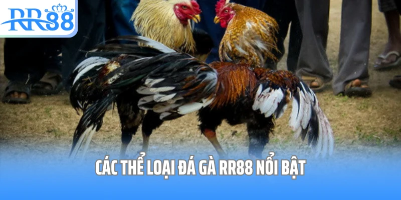 Các thể loại đá gà RR88 nổi bật