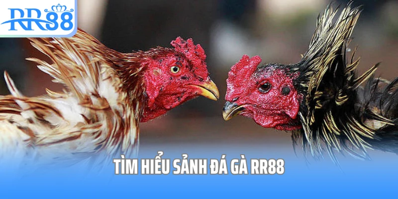 Tìm hiểu sảnh đá gà RR88