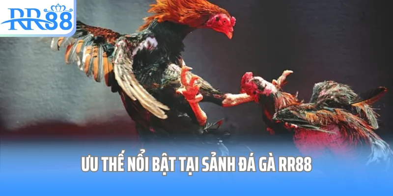 Ưu thế nổi bật tại sảnh đá gà RR88